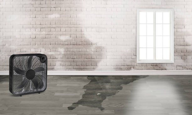 Best Water damage contractors near me  in Mount Pleasant, SC